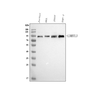 Anti-L3MBTL3 Antibody