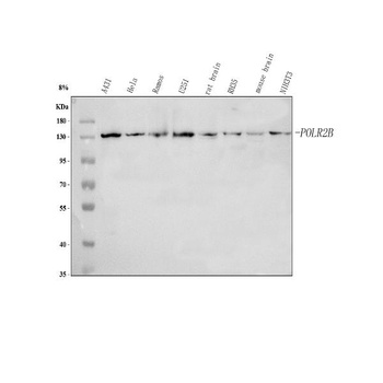 Anti-POLR2B Antibody
