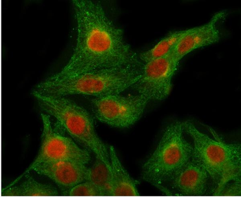 Anti-POLR2B Antibody