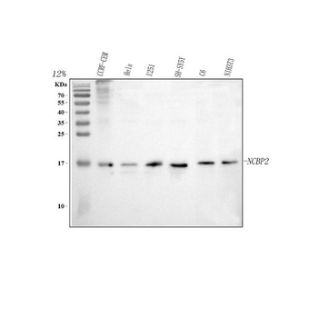 Anti-CBP20/NCBP2 Antibody