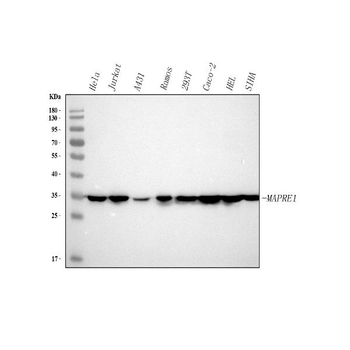 Anti-EB1/MAPRE1 Antibody
