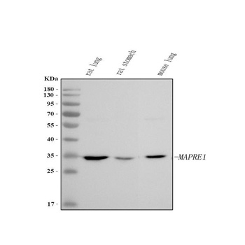 Anti-EB1/MAPRE1 Antibody