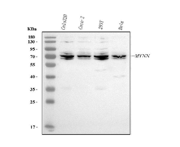 Anti-MYNN Antibody
