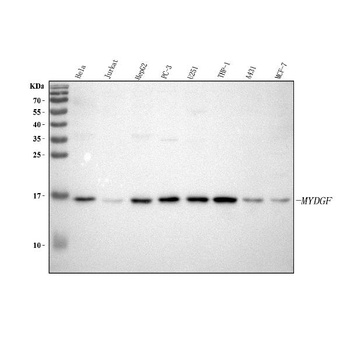 Anti-C19orf10/MYDGF Antibody
