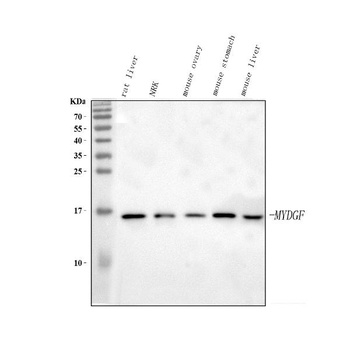 Anti-C19orf10/MYDGF Antibody