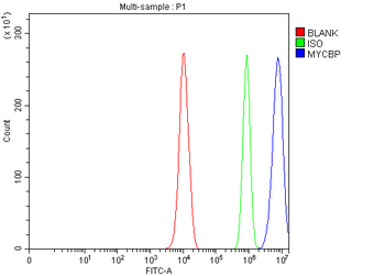 MYCBP Antibody