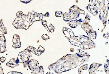 Anti-MYCBP Antibody