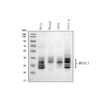 MPZL1 Antibody