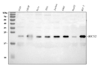 Anti-MOCS2 Antibody