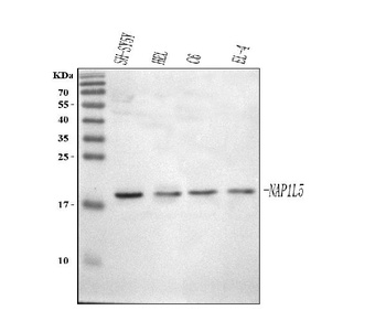 Anti-NAP1L5 Antibody