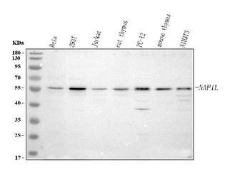 Anti-NAP1L1 Antibody