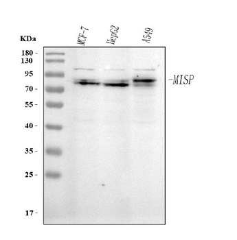 Anti-MISP Antibody