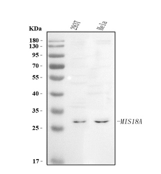 Anti-C21orf45/MIS18A Antibody