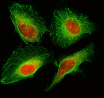 Anti-C21orf45/MIS18A Antibody
