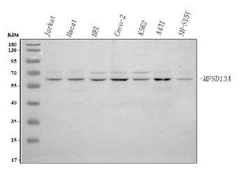 Anti-MFSD13A Antibody
