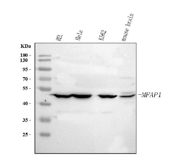Anti-MFAP1 Antibody
