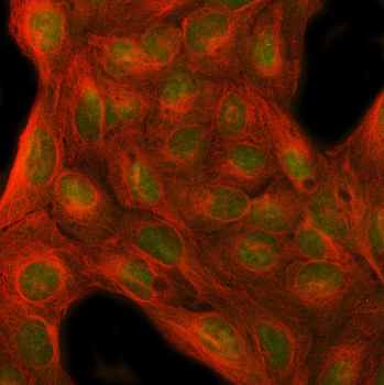 Anti-MFAP1 Antibody