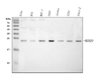 Anti-MED29 Antibody