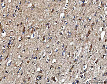 METAP2 Antibody