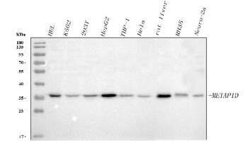 Anti-METAP1D Antibody