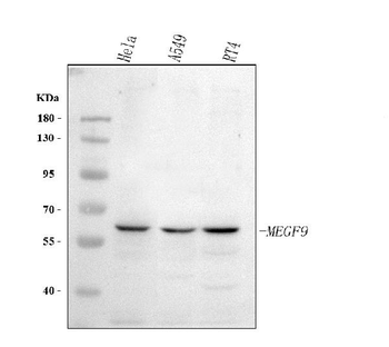 MEGF9 Antibody
