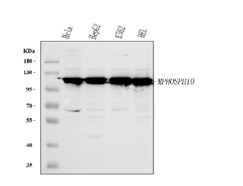 Anti-MPHOSPH10 Antibody