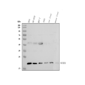 Anti-NUCKS1 Antibody