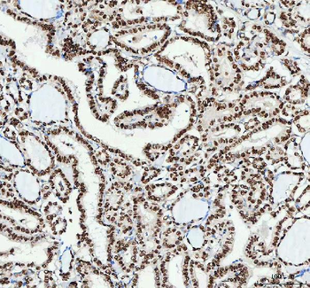 Anti-NUCKS1 Antibody