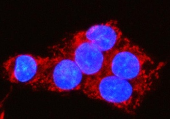 Anti-MOCS1 Antibody