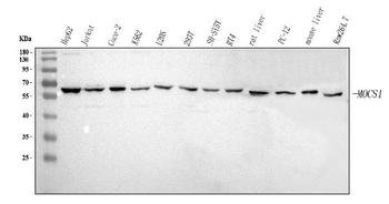 Anti-MOCS1 Antibody