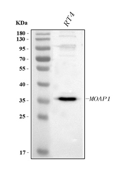 Anti-MOAP1 Antibody