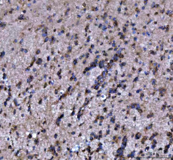 Anti-MOAP1 Antibody