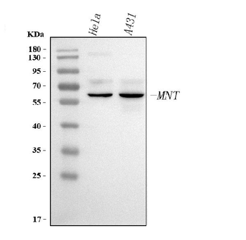 Anti-MNT Antibody
