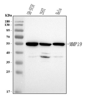 Anti-MMP19 Antibody