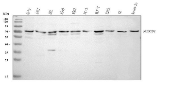 Anti-NUDCD1 Antibody