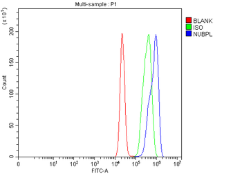 NUBPL Antibody