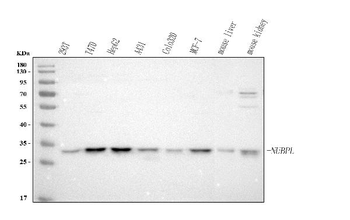 Anti-NUBPL Antibody