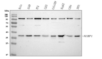 NUBP1 Antibody