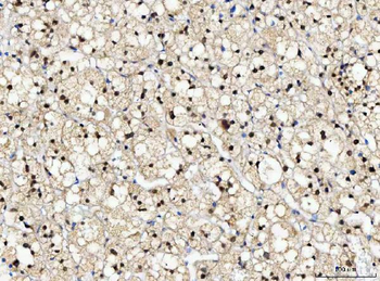 Anti-NUB1 Antibody