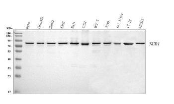 Anti-NUB1 Antibody