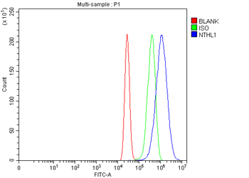 NTHL1 Antibody