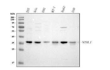 Anti-NTHL1 Antibody