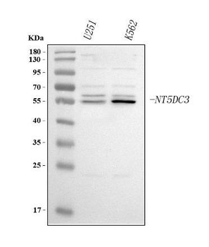 Anti-NT5DC3 Antibody