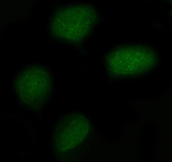 Anti-NXPE3 Antibody