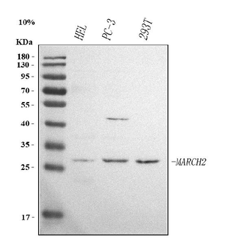 Anti-MARCHF2 Antibody