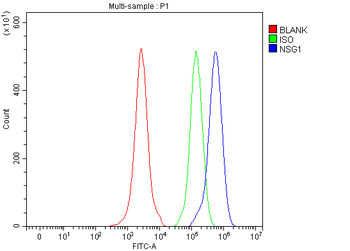 Anti-NSG1 Antibody