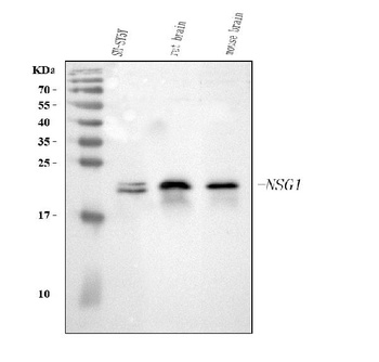 Anti-NSG1 Antibody