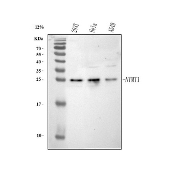Anti-METTL11A/NTMT1 Antibody