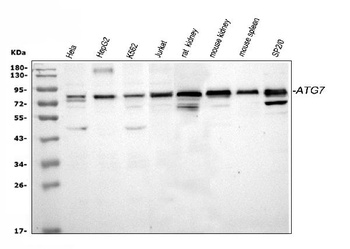 Anti-Apg7/ATG7 Antibody