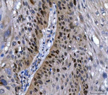 Anti-Transcription factor SOX-2 SOX2 Antibody